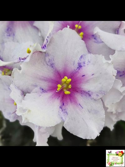 Dn-Love Time (Д. Денисенко) 2021 г.