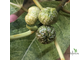 Ficus septica "gold splash" / фикус септика голд сплеш