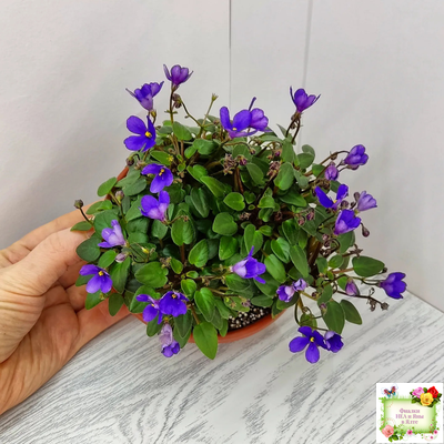 Teeny Bopper (L.Lyon) 5017 (08/27/1982) трейлер