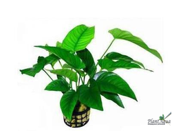 Anubias var. barteri«Broad leaf»