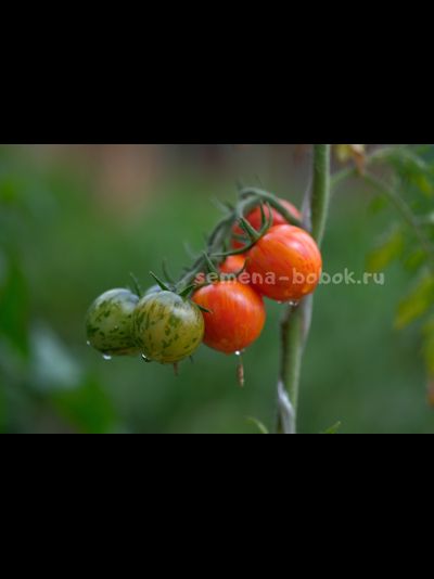 Томат Ruby Slipper (Рубиновые бамшмачки), 10 шт