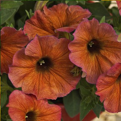 Петхоа Beautical Cinnamon