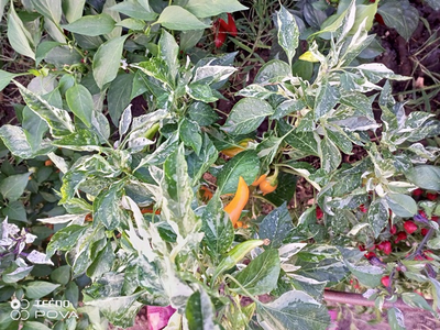 Перец острый Фиш оранжевый (Orange Fish Pepper)