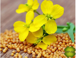 ГОРЧИЦА 1 КГ ОЗДАРАВЛИВАЕТ ПОЧВУ