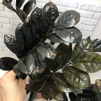 Замиокулькас Равен (Ворон) / Zamioculcas Raven