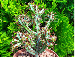 Euphorbia Aeruginosa - Эуфорбия Аэругиноза, Молочай аэругиноса, Молочай медно-ржавый