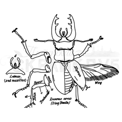 Анатомия животного мира