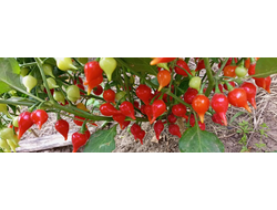 Перец острый Клювик красный (Biquinho)