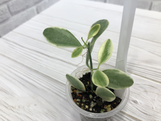 018- Dischidia ioantha variegata -04/10/22