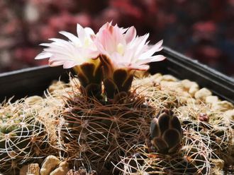 Gymnocalycium bruchii ssp.cumbrecitense GN90-232 - 5 семян