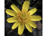 Ranunculus ficaria 'Brazen Hussy’