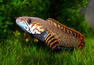 змееголов гача