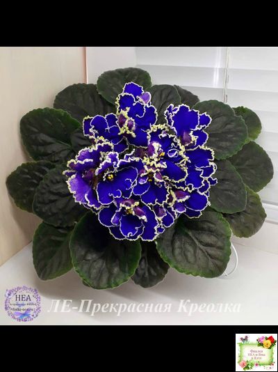 ЛЕ-Прекрасная Креолка (Е. Лебецкая) 2009 г