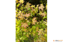 Обработка от насекомых