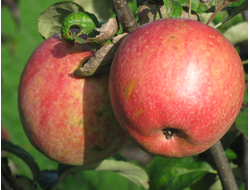 Мирное (яблоня)