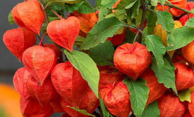 "Лепесток физалиса" силиконовый молд  (вайнер)