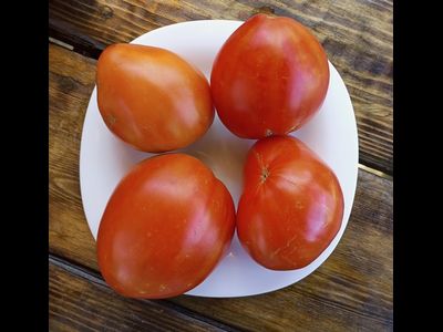 Томат Алиса (Alice)