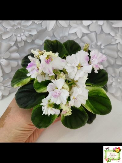 LV-Мариночка (Л. Шевелева) 2023 г. (клакамас бастл-листва с кроновой пестролистностью)