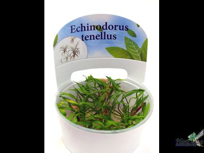 Эхинодорус тенеллус (меристемный)