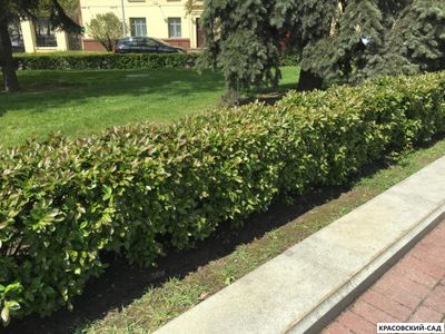 Живая изгородь из Кизильника блестящего