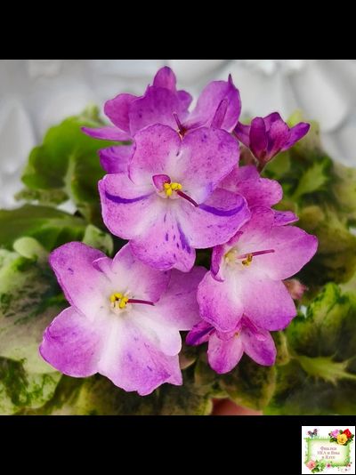 АВ-Почемучка (Фиалковод) 2020 г. (гёрл-листья с кроновой пестролистностью)