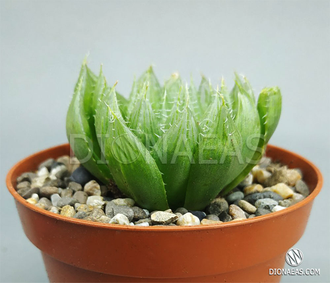 Haworthia Cooperi Picturata