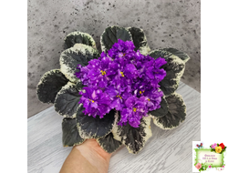 ВаТ-Шоколадное Настроение (Т. Валькова) 2019 г.