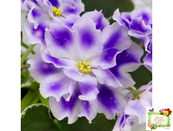 ВаТ-Монарх (Т. Валькова) 2016 г.