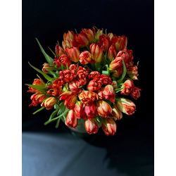 Тюльпаны пионовидные 51 шт