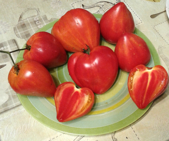 Семена томата Сердце абрикосовой зебры