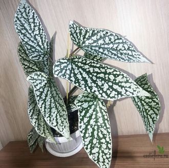 Бегония White ice