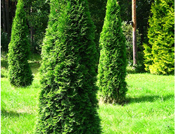Туя западная Smaragd, C20, 120-140 см