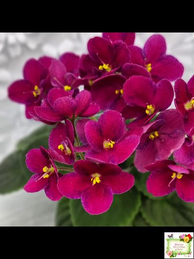 Mac’s Paisley Pattern (G.McDonald)