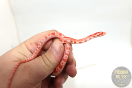 ПОЛОЗ МАИСОВЫЙ, PANTHEROPHIS GUTTATUS