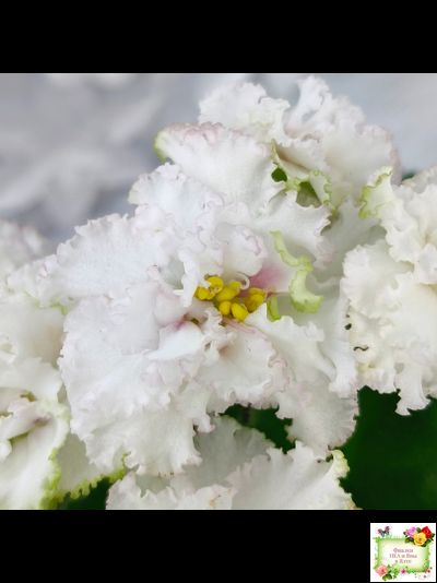 АВ-Любимая Игрушка (Фиалковод) 2015 г.