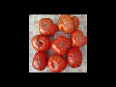 Томат Гном Приз Ханны ( Dwarf Hannah’s Prize, США, Австралия)