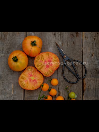 Томат Dwarf Confetti (Гном Конфетти), 10 шт