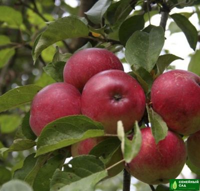 Яблоня "Алтайское Румяное"