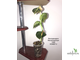 Philodendron Melanochrysum / Филодендрон Меланохризум