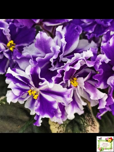 ВаТ-Морской Стиль (Т. Валькова) 2019 г.