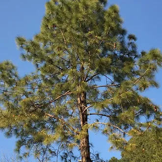 Сосна обыкновенная (Pinus sylvestris), лапки (5 мл) Кашмир - 100% натуральное эфирное масло