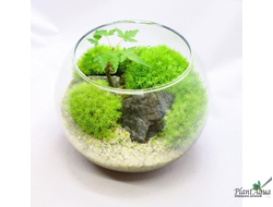 Чаша Пузырь Biolark  THREE (120мм х 105мм)