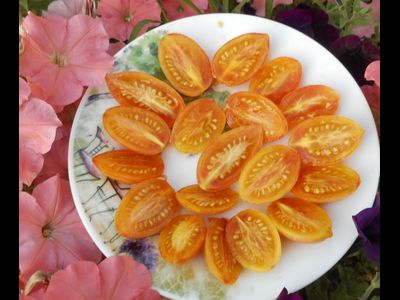 Томат Блаш (Blush,  Румянец, США)