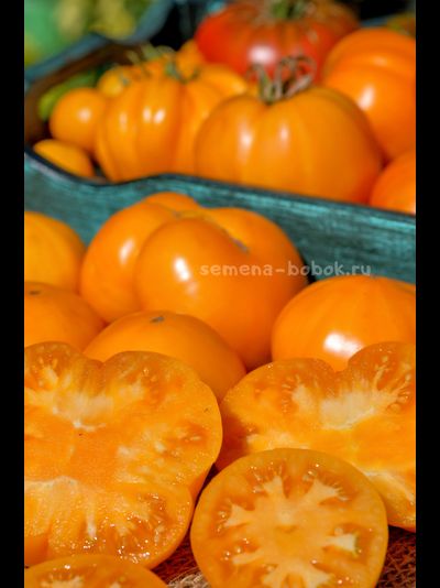 Томат  New Moon (Новолуние), 10 шт