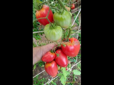 Томат Воловье сердце розовое (Volovsko srce pink)