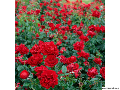 Роза бордюрная красная - Rose Bordure