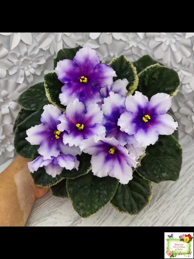 РС-Успех (С.Репкина) 2019 г.