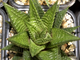 Haworthia limifolia (Голландия) - укорененная детка