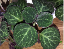 Плекрантус Эртендаля (Plectranthus oertendahlii)