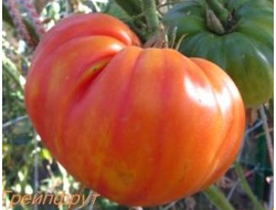 Томат Грейпфрут